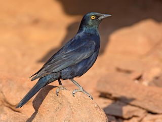  - Pale-winged Starling