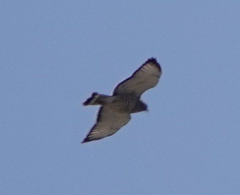 Broad-winged Hawk - ML617499602