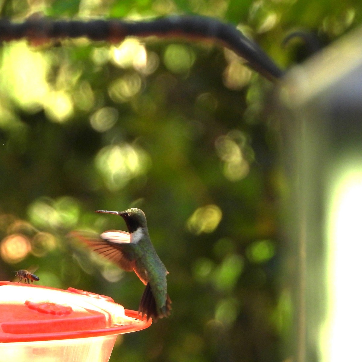Black-chinned Hummingbird - ML617499691