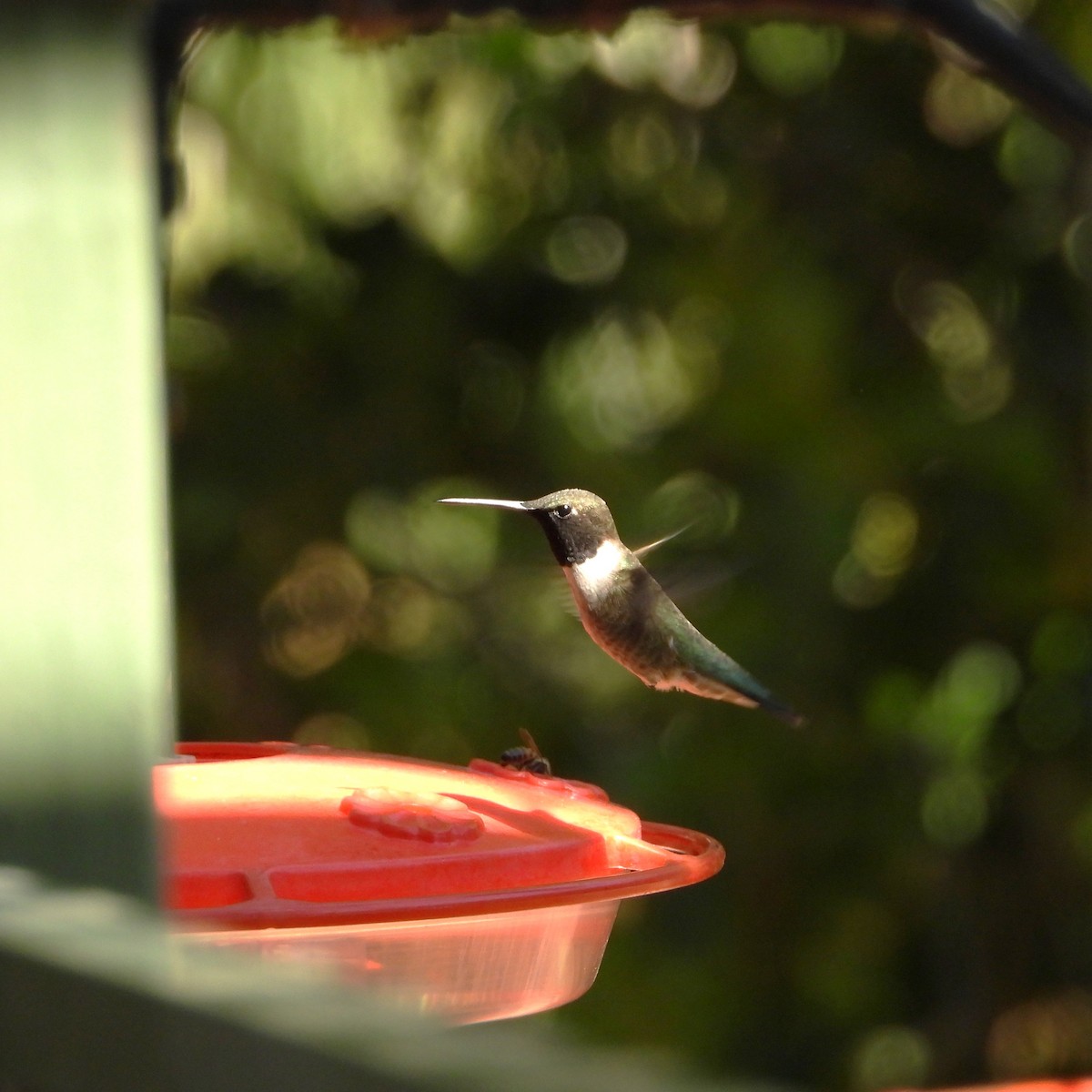 Black-chinned Hummingbird - Sherry Meddick