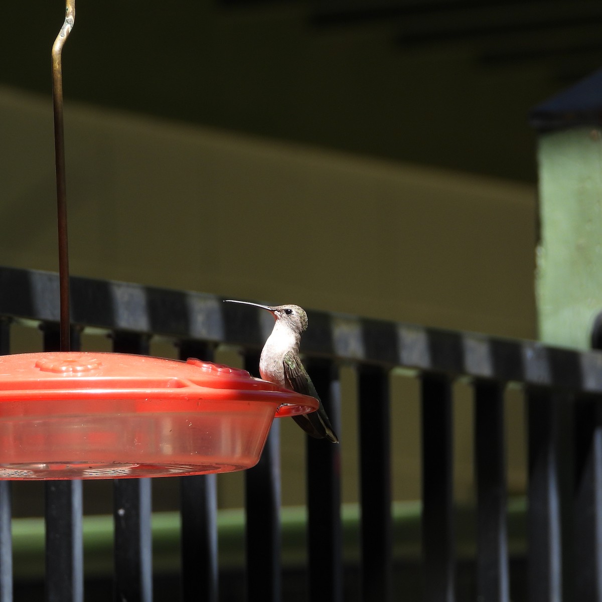 Black-chinned Hummingbird - ML617499717
