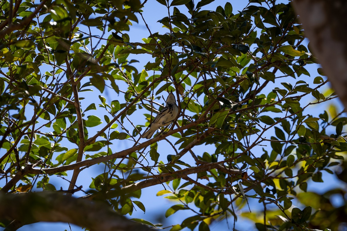 Black-throated Gray Warbler - ML617499785