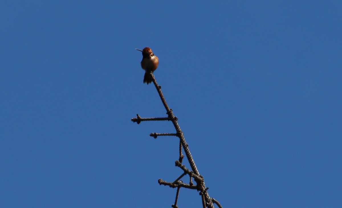 Rufous Hummingbird - ML617499787