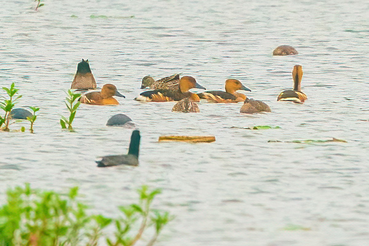 Fulvous Whistling-Duck - ML617499793