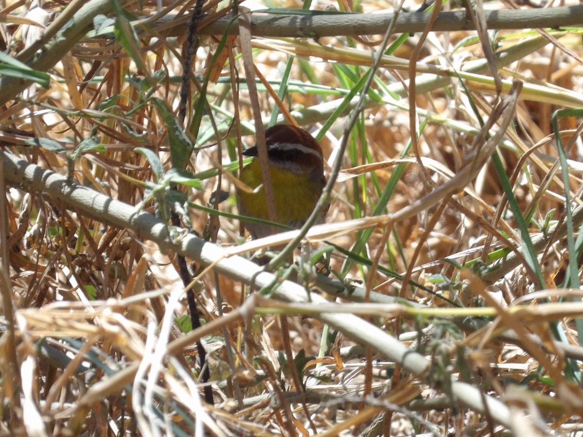 Rufous-capped Warbler (rufifrons Group) - ML617499798
