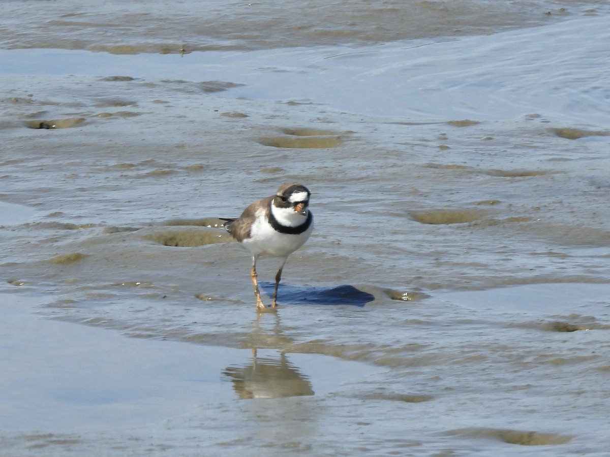 Semipalmated Plover - Deanna Griggs