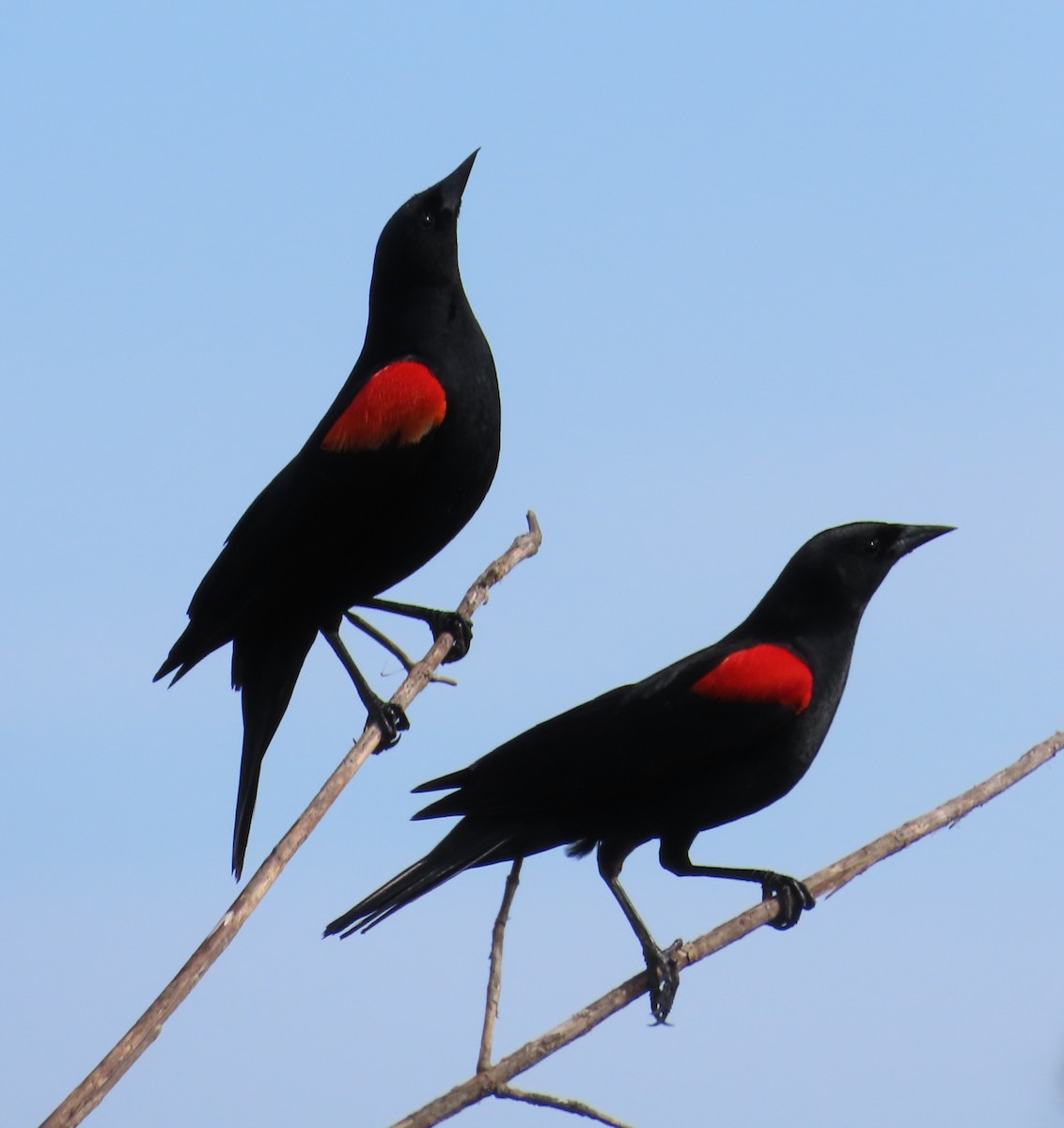 Red-winged Blackbird - ML617499854