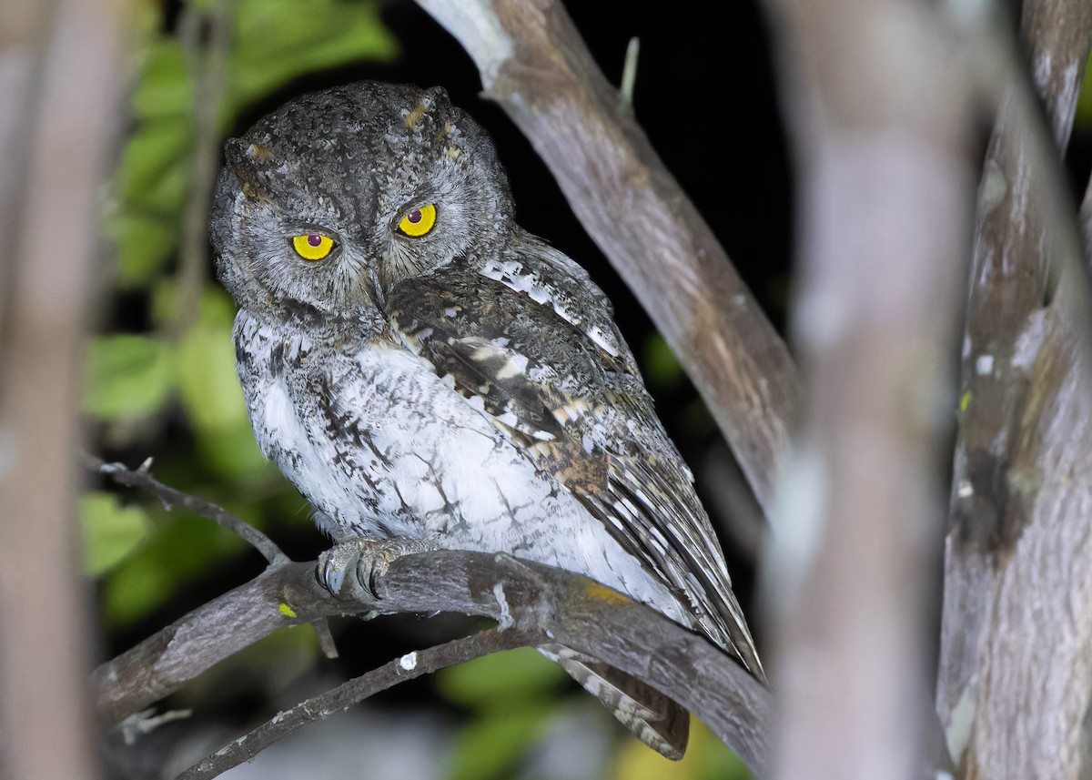 Oriental Scops-Owl (Oriental) - ML617499865