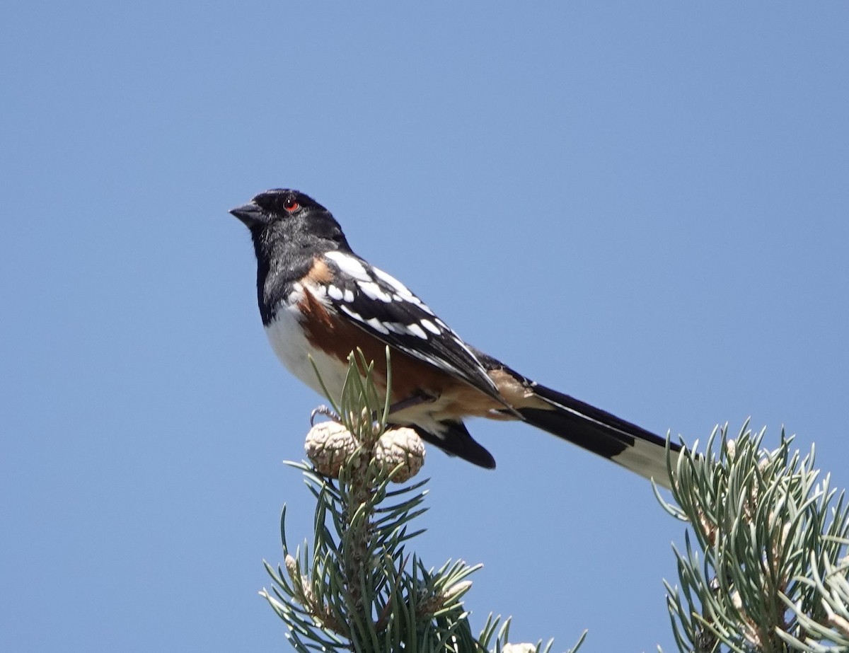 Spotted Towhee - ML617499878