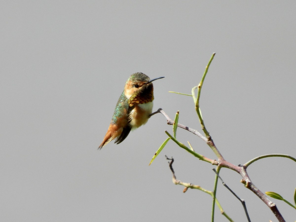 Allen's Hummingbird - ML617499924