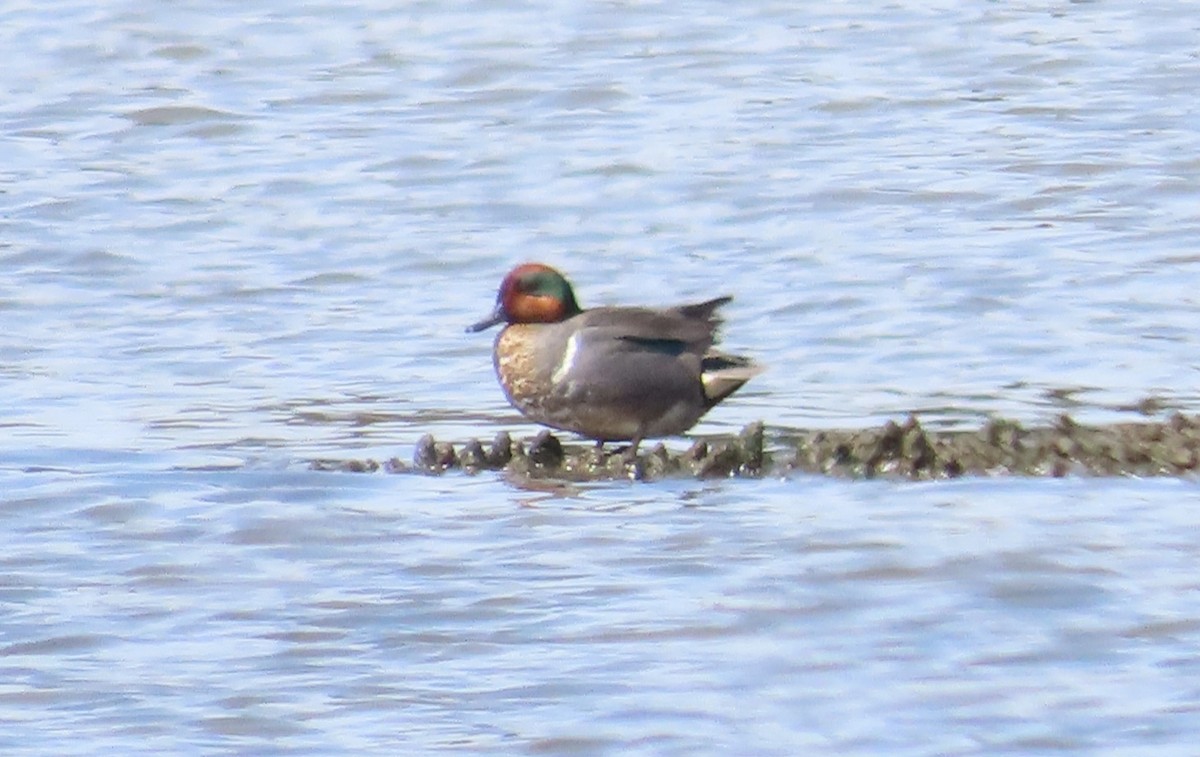 Green-winged Teal - The Spotting Twohees