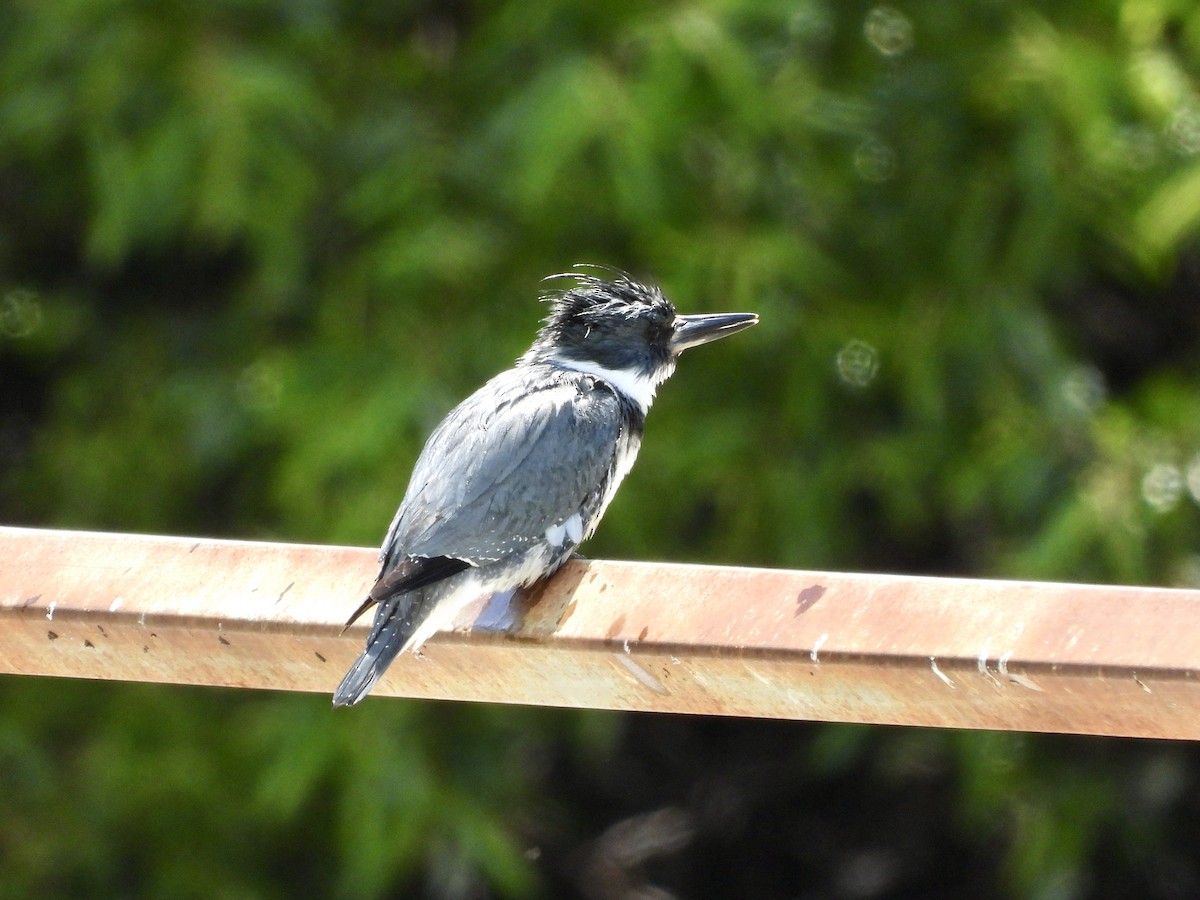 Belted Kingfisher - ML617499976