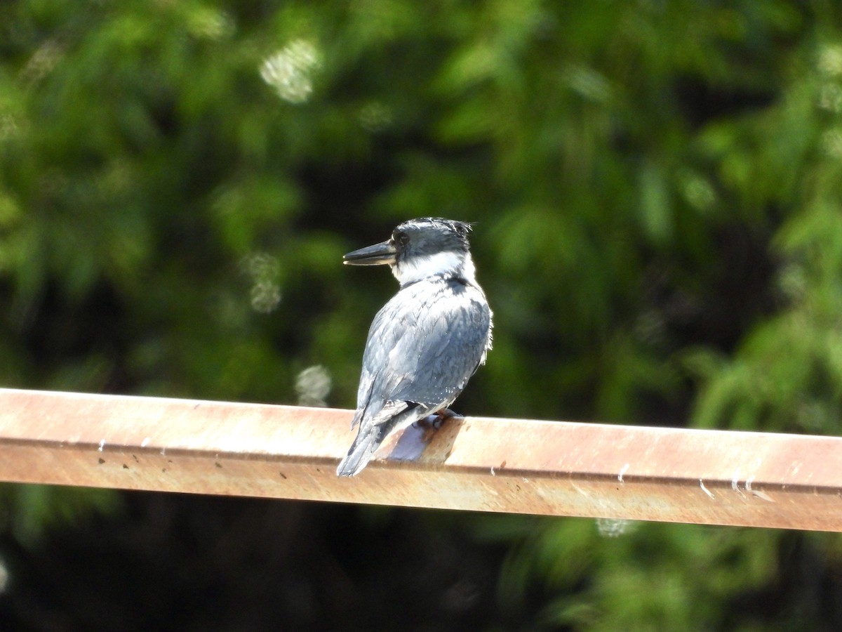 Belted Kingfisher - ML617499977