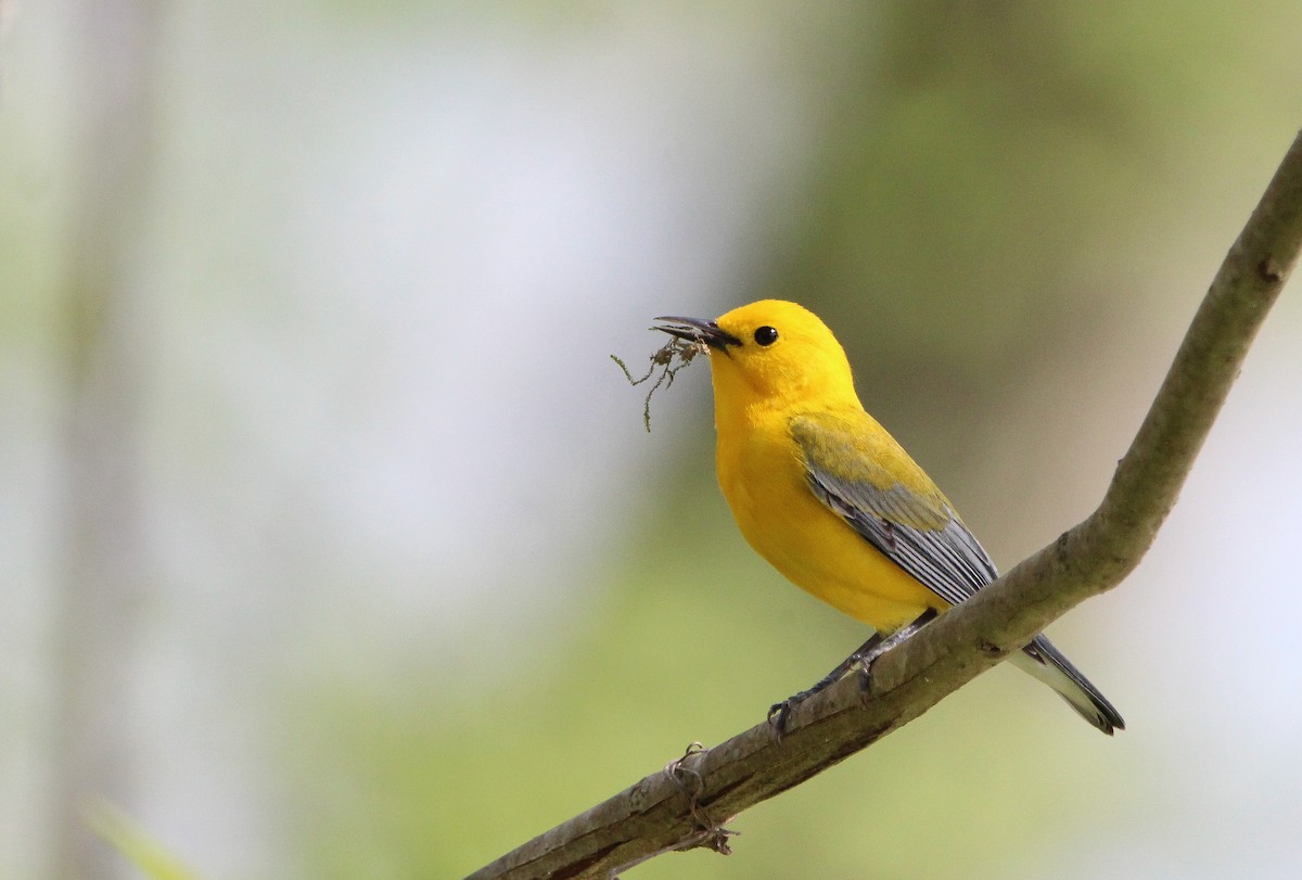 Prothonotary Warbler - ML617499985