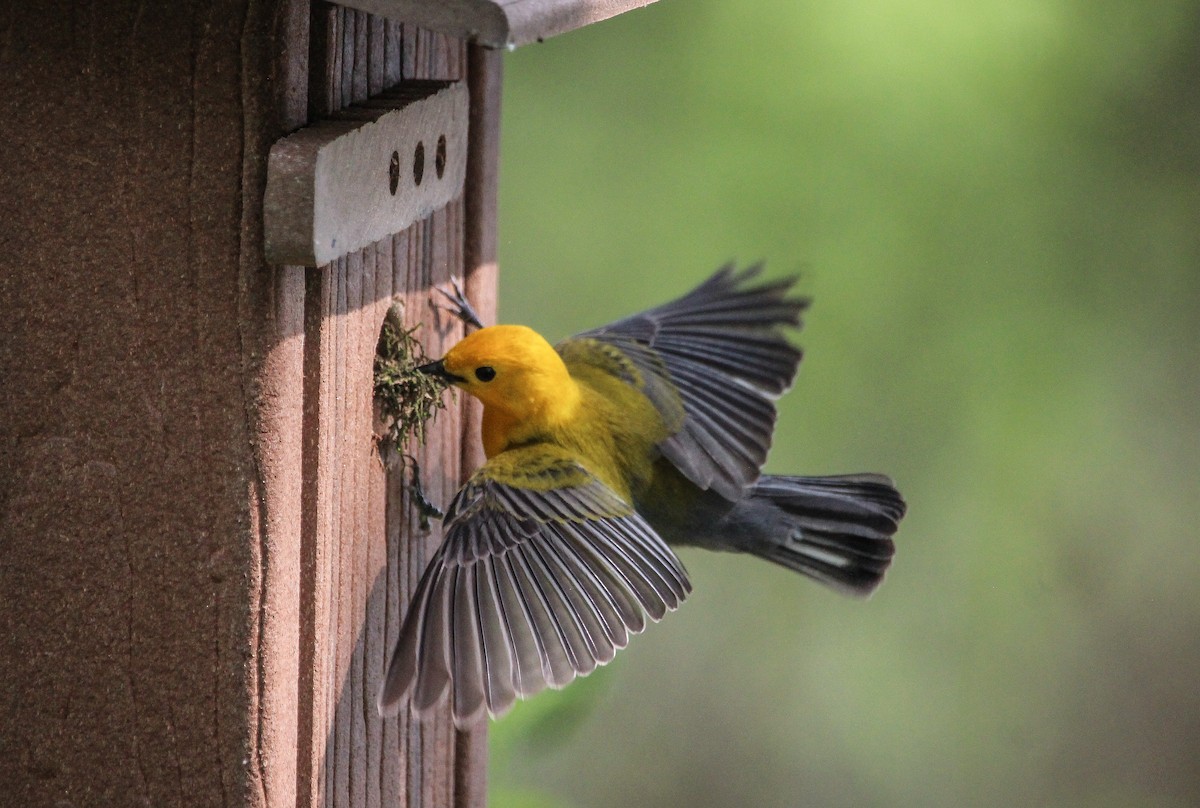 Prothonotary Warbler - ML617499987