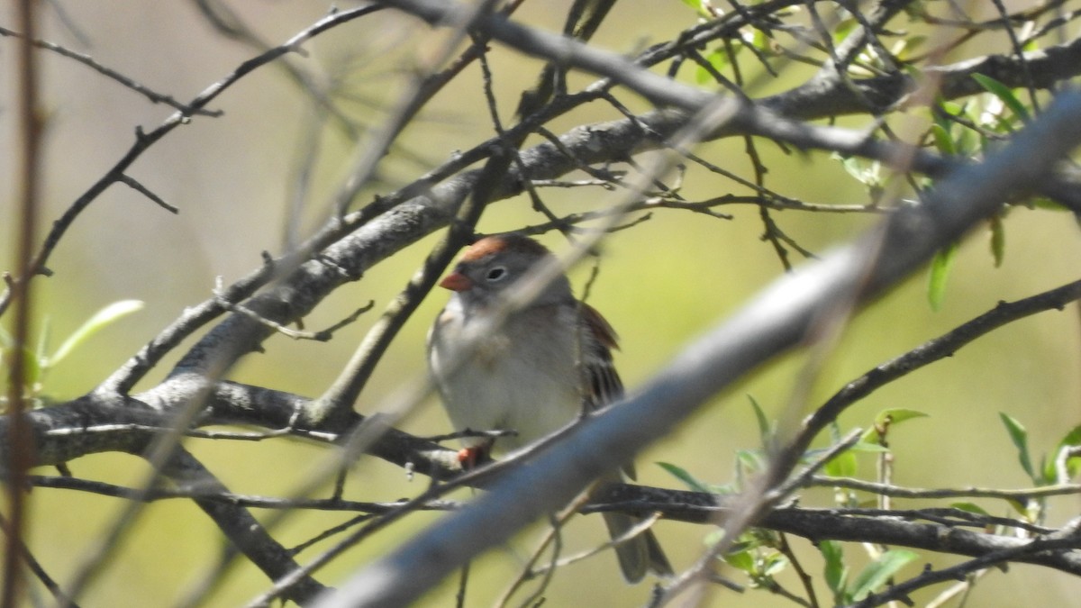 Field Sparrow - ML617499998