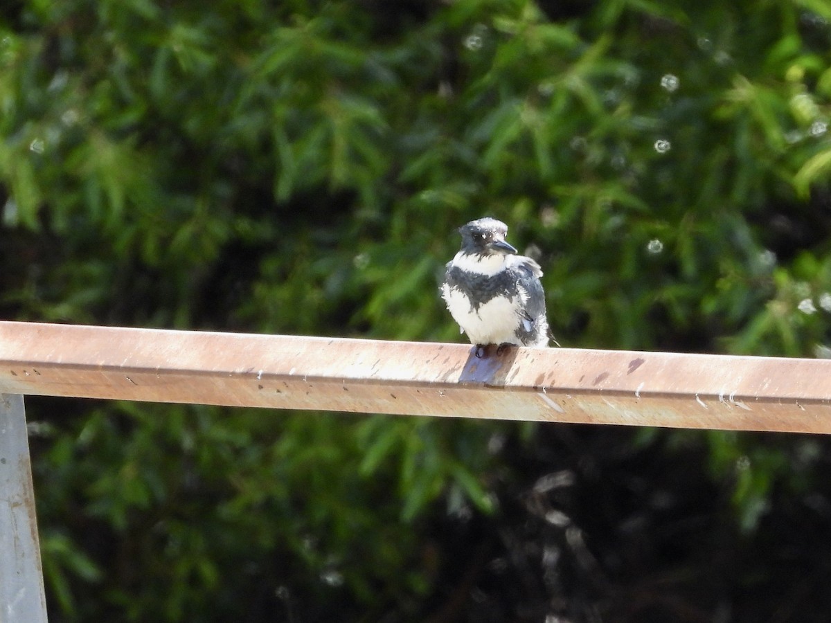 Belted Kingfisher - ML617500012