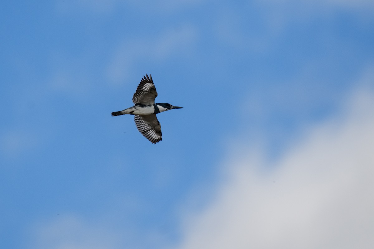 Belted Kingfisher - ML617500019