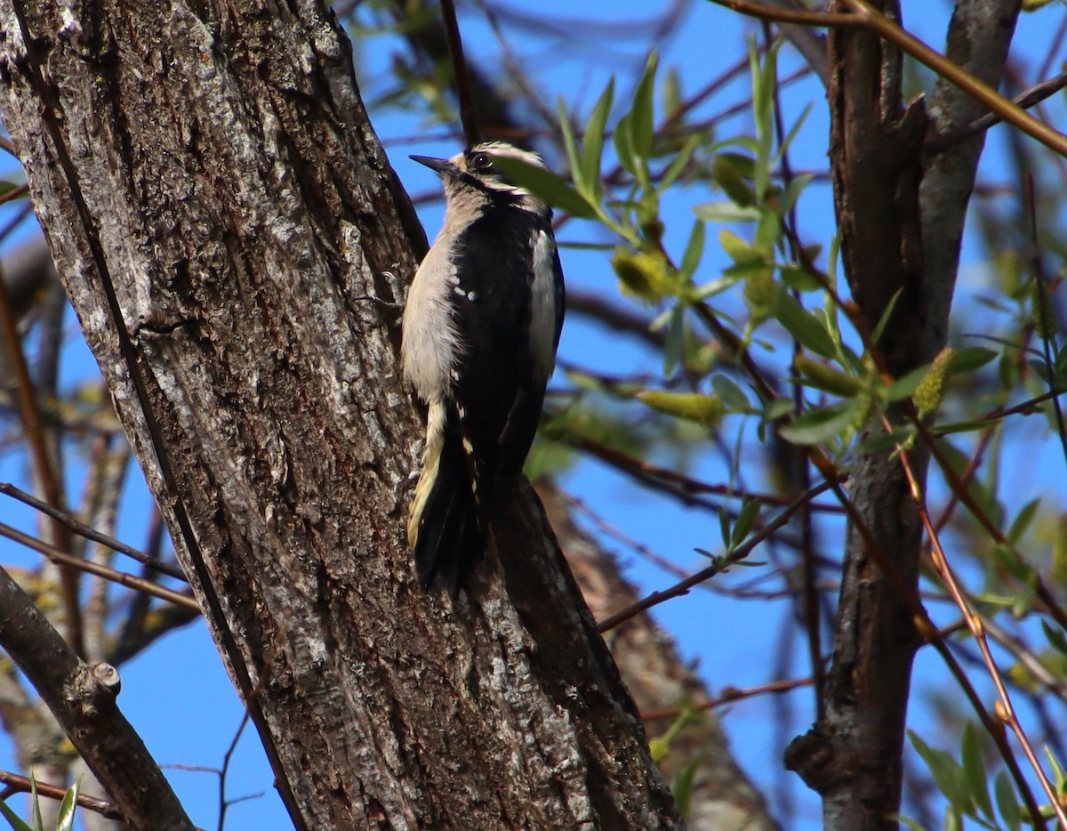 Downy Woodpecker (Pacific) - ML617500025