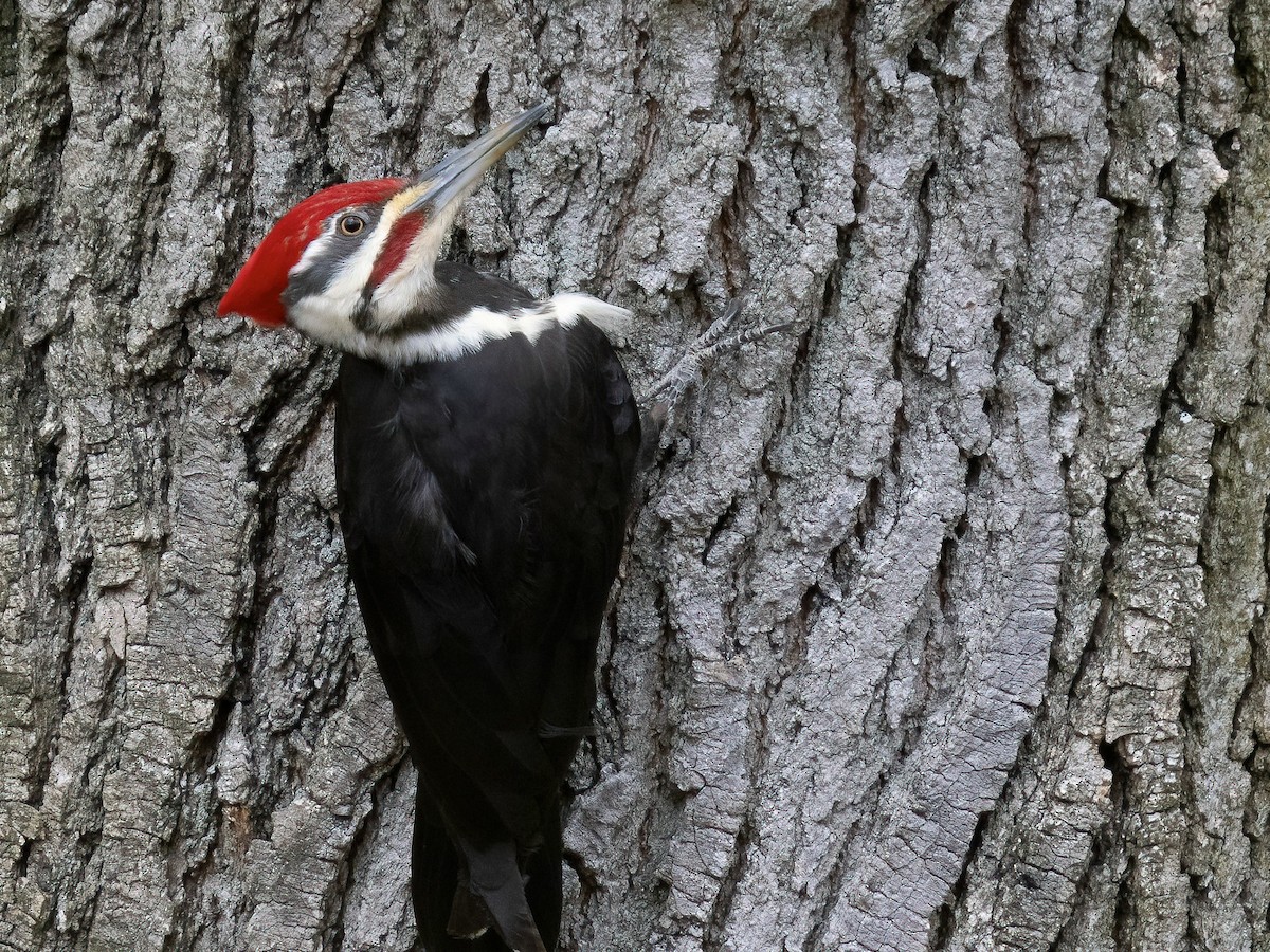 Pileated Woodpecker - ML617500028