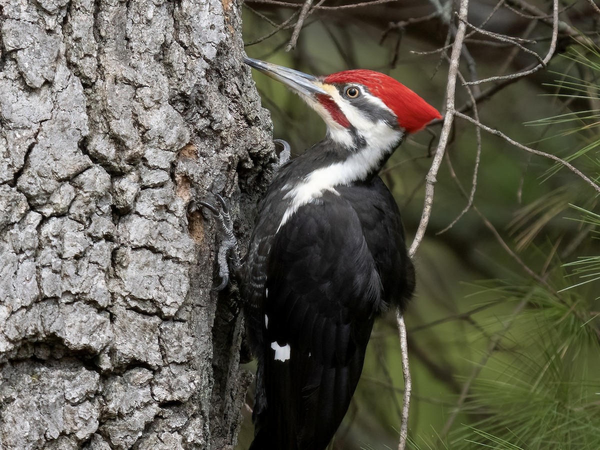 Pileated Woodpecker - ML617500030