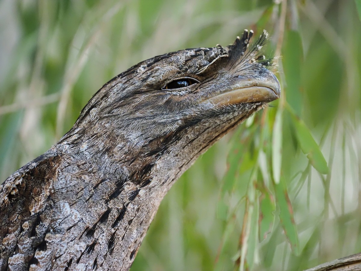Tawny Frogmouth - Len and Chris Ezzy