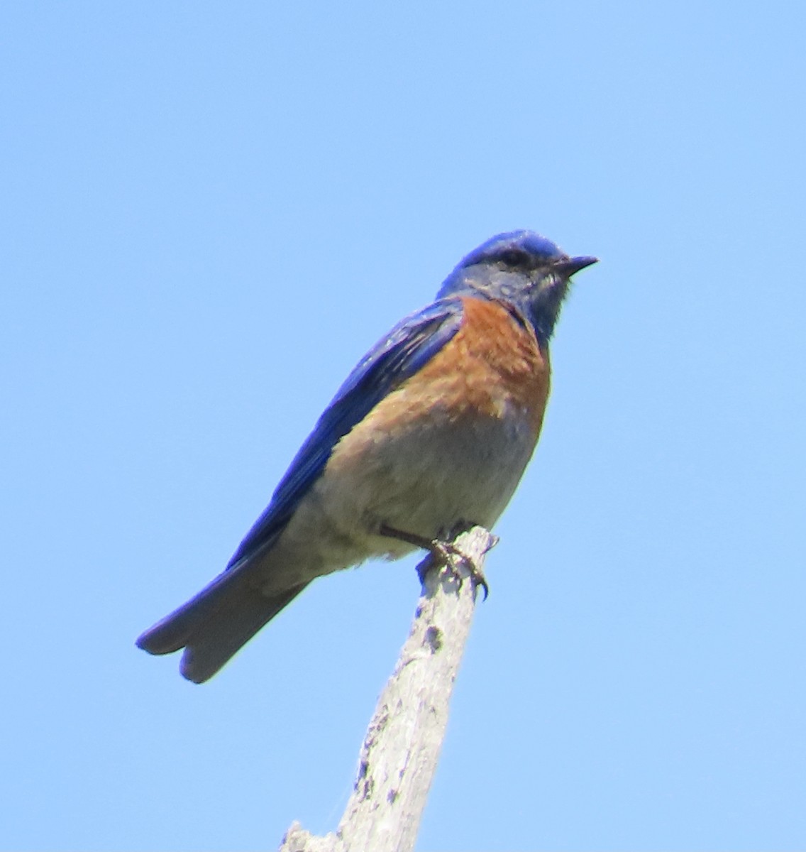 Western Bluebird - The Spotting Twohees