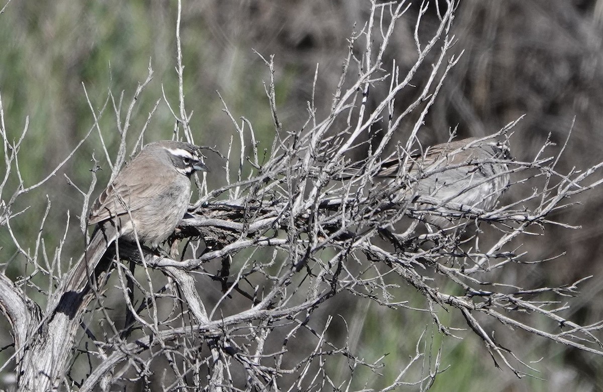 Black-throated Sparrow - ML617500118