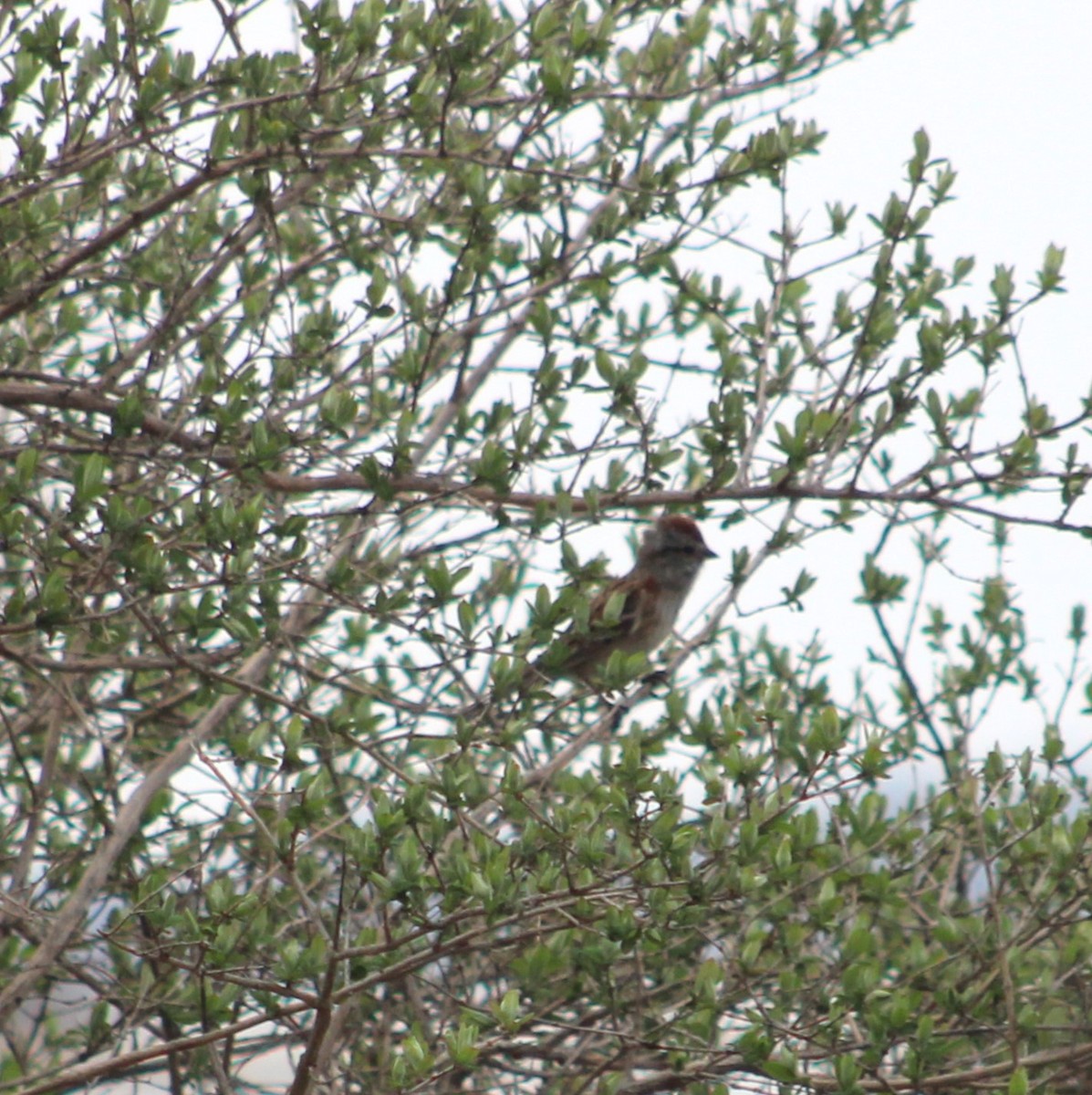 American Tree Sparrow - ML617500164
