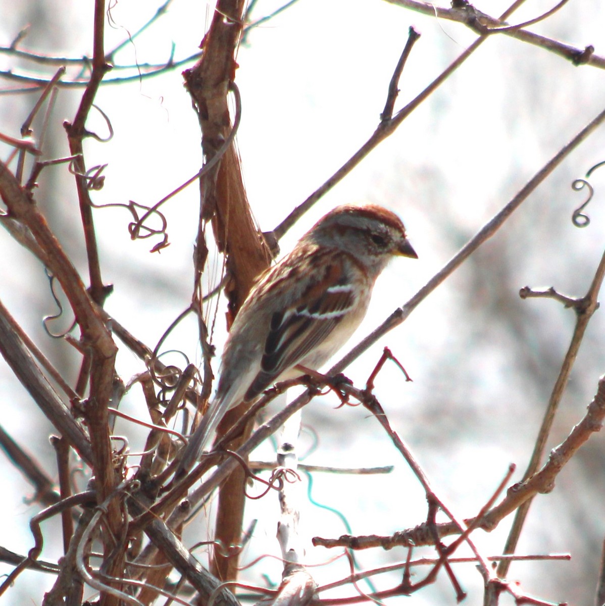 American Tree Sparrow - ML617500180