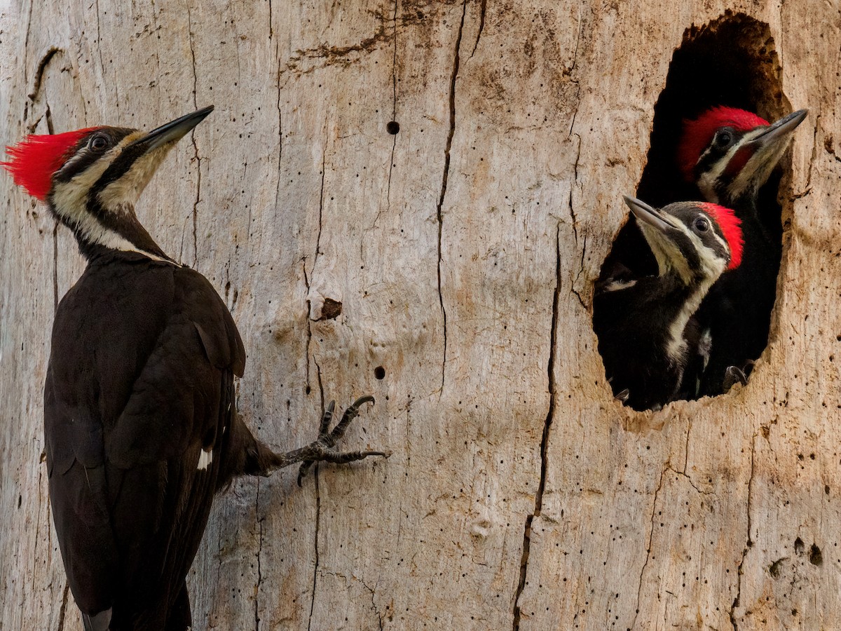 Pileated Woodpecker - ML617500181
