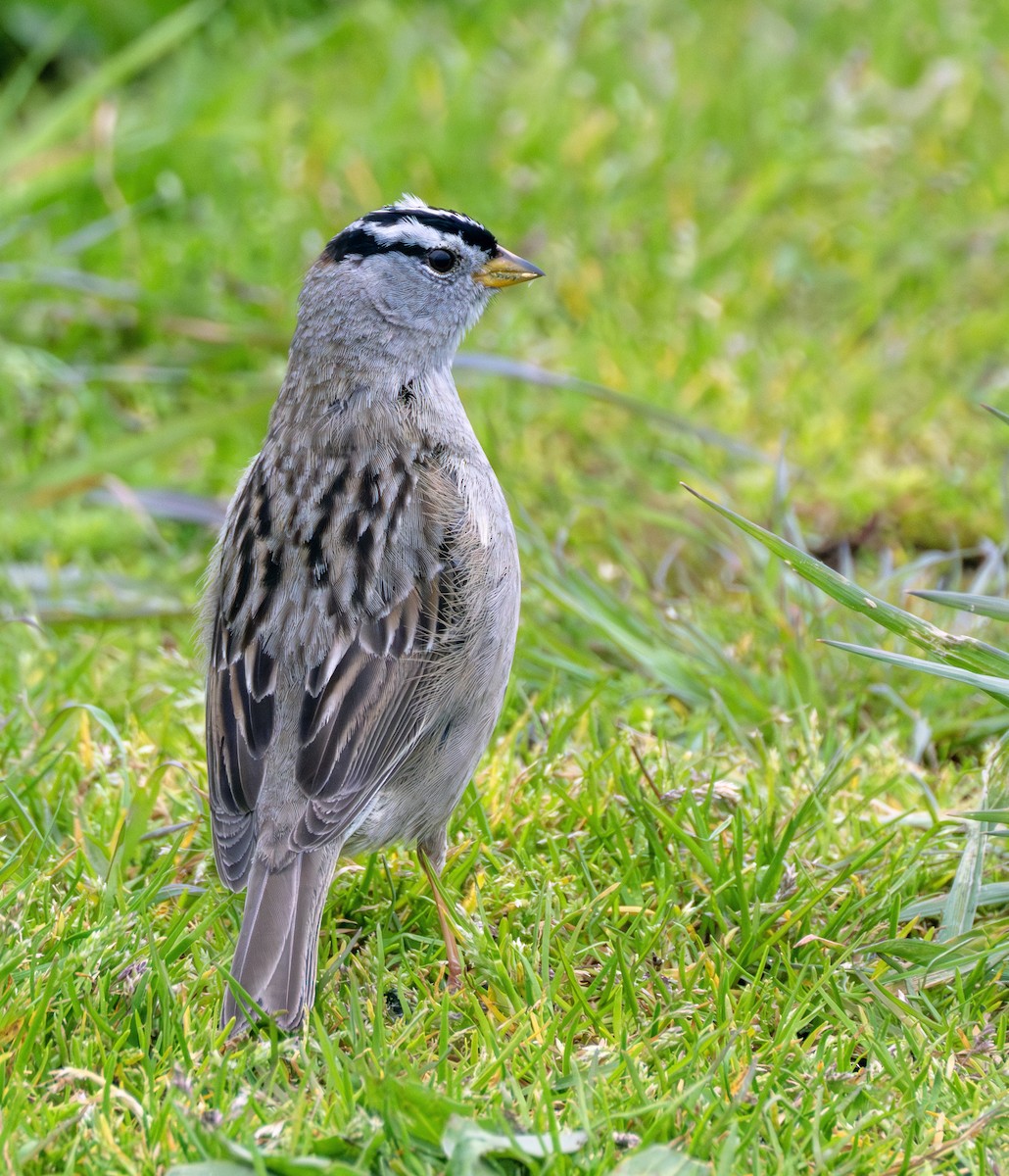 White-crowned Sparrow - ML617500202