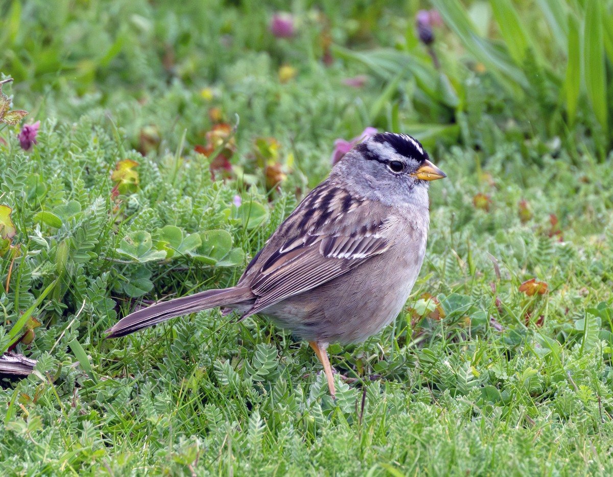 White-crowned Sparrow - Greg Courtney