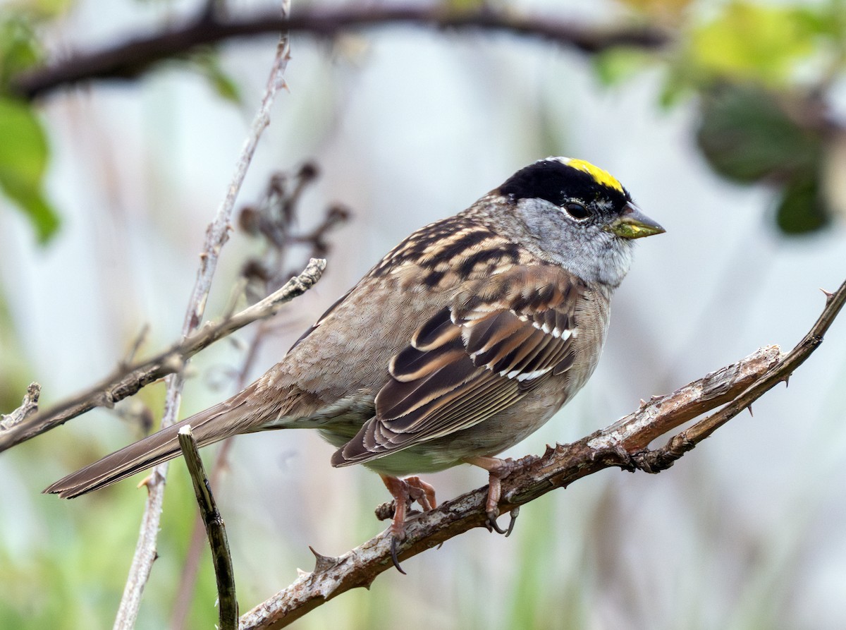 Golden-crowned Sparrow - ML617500227