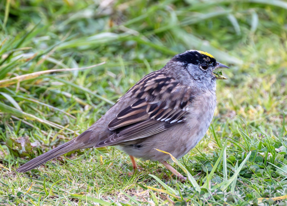 Golden-crowned Sparrow - ML617500233