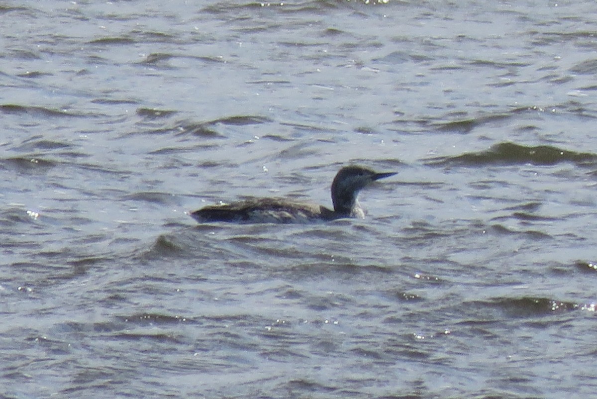 Red-throated Loon - ML617500275