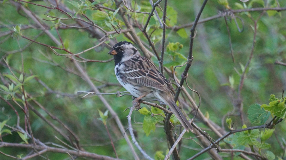Harris's Sparrow - ML617500305