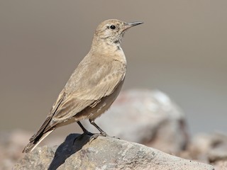  - Creamy-rumped Miner