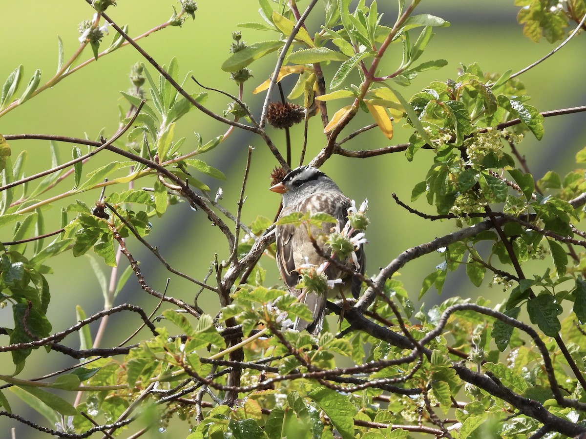 White-crowned Sparrow - ML617500354