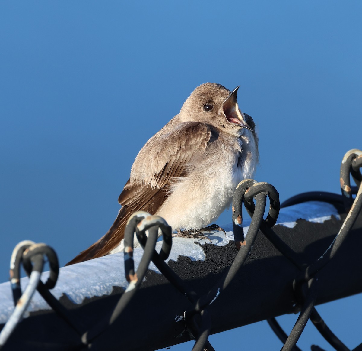 Northern Rough-winged Swallow - ML617500358