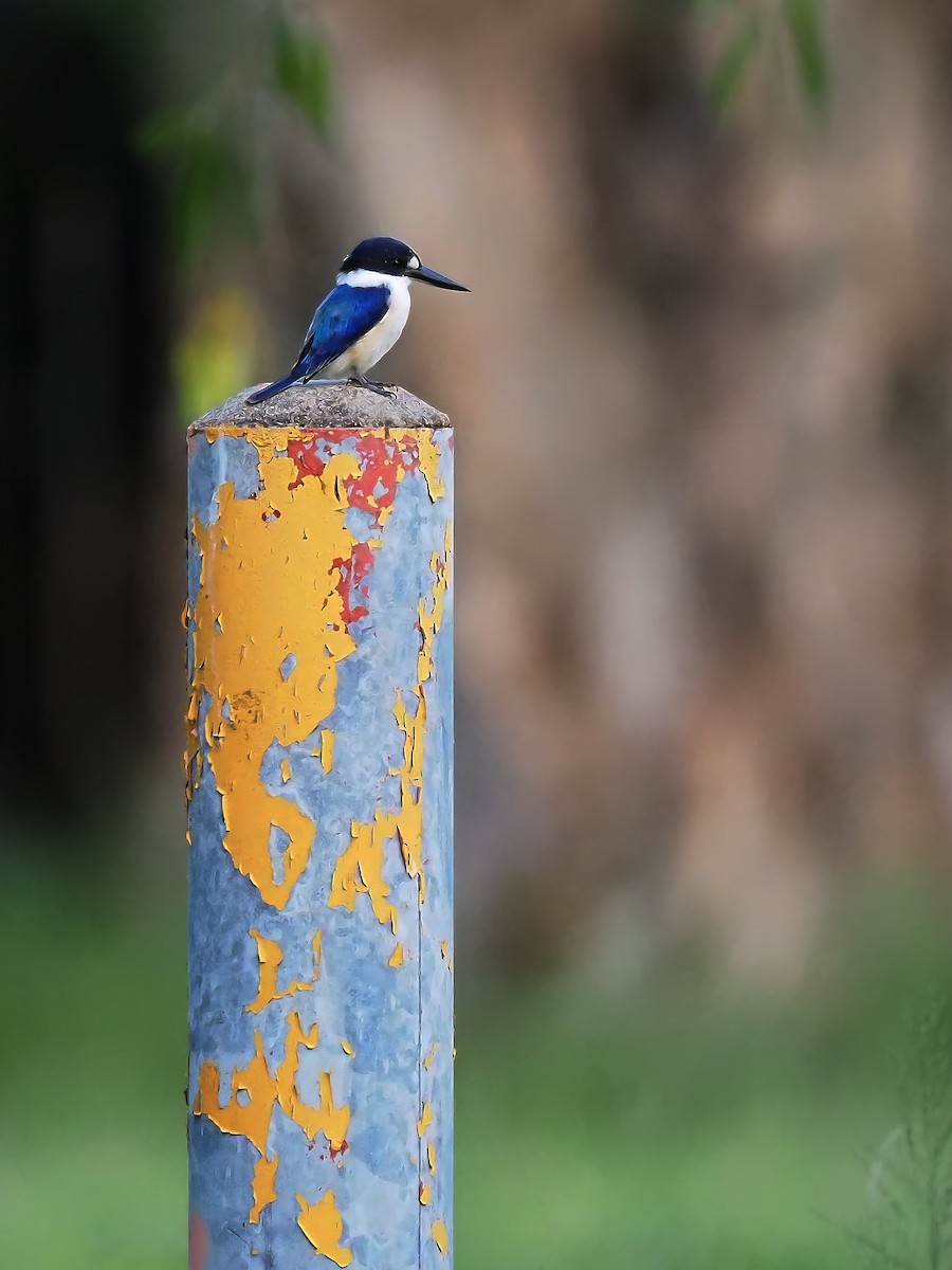 Forest Kingfisher - ML617500448