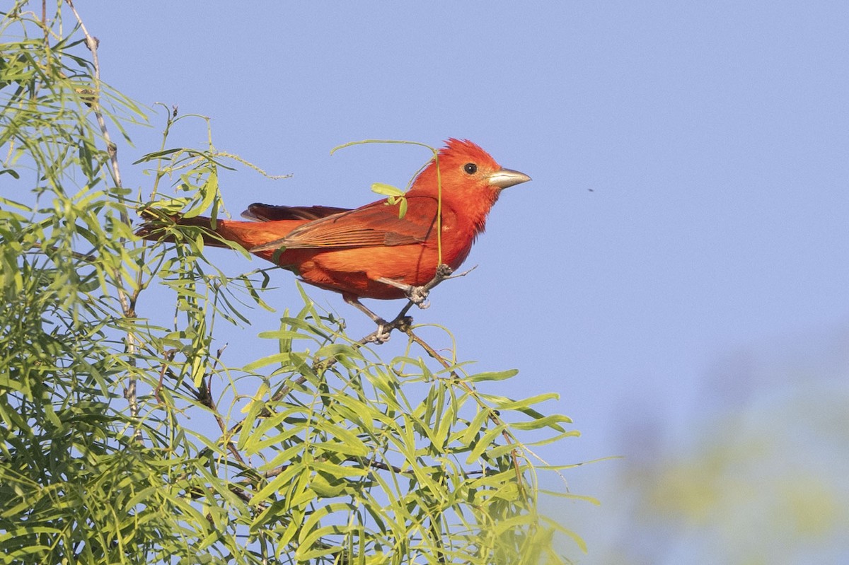 Summer Tanager - Reed Robinson