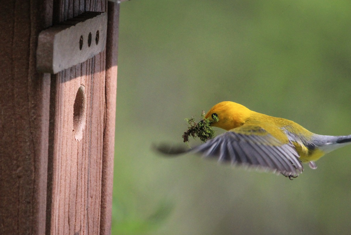 Prothonotary Warbler - ML617500562