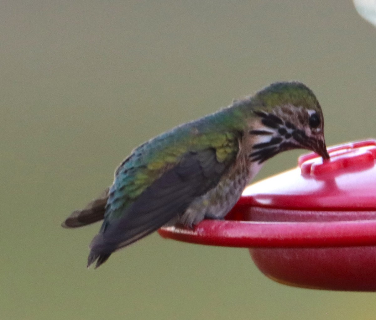 Calliope Hummingbird - ML617500581