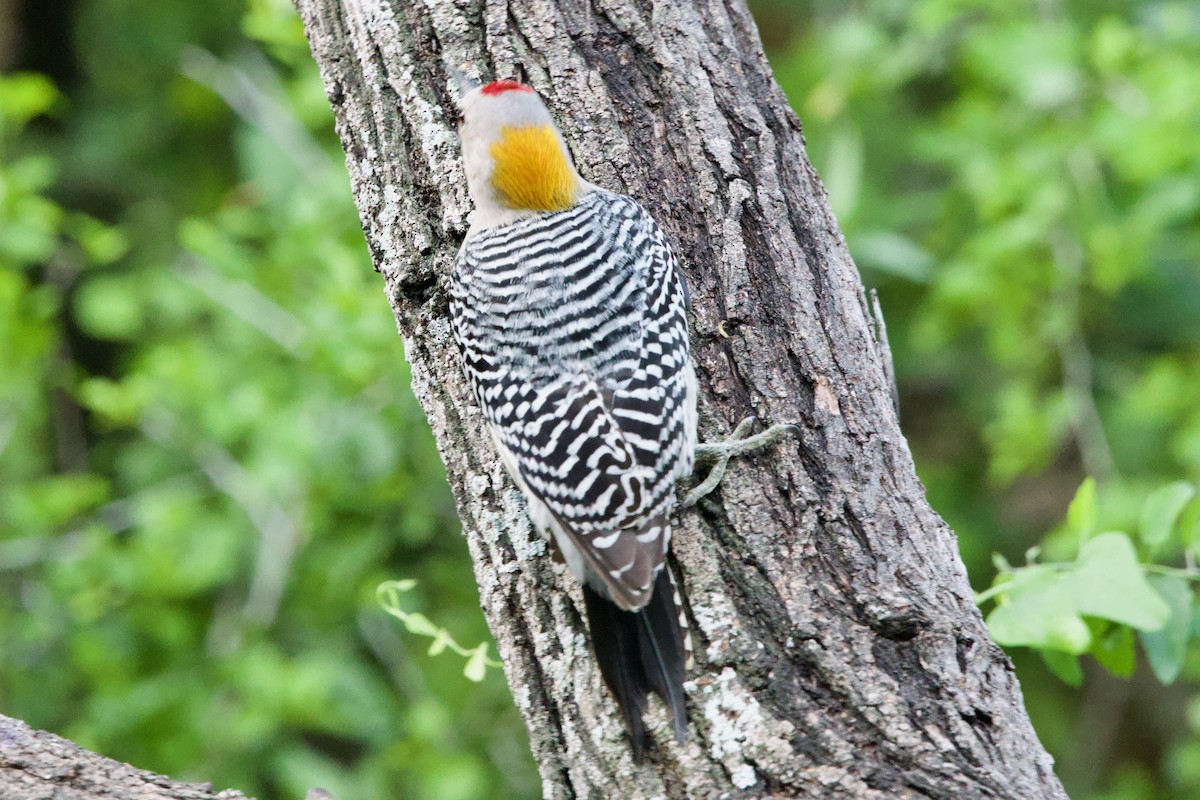 Golden-fronted Woodpecker (Northern) - ML617500671