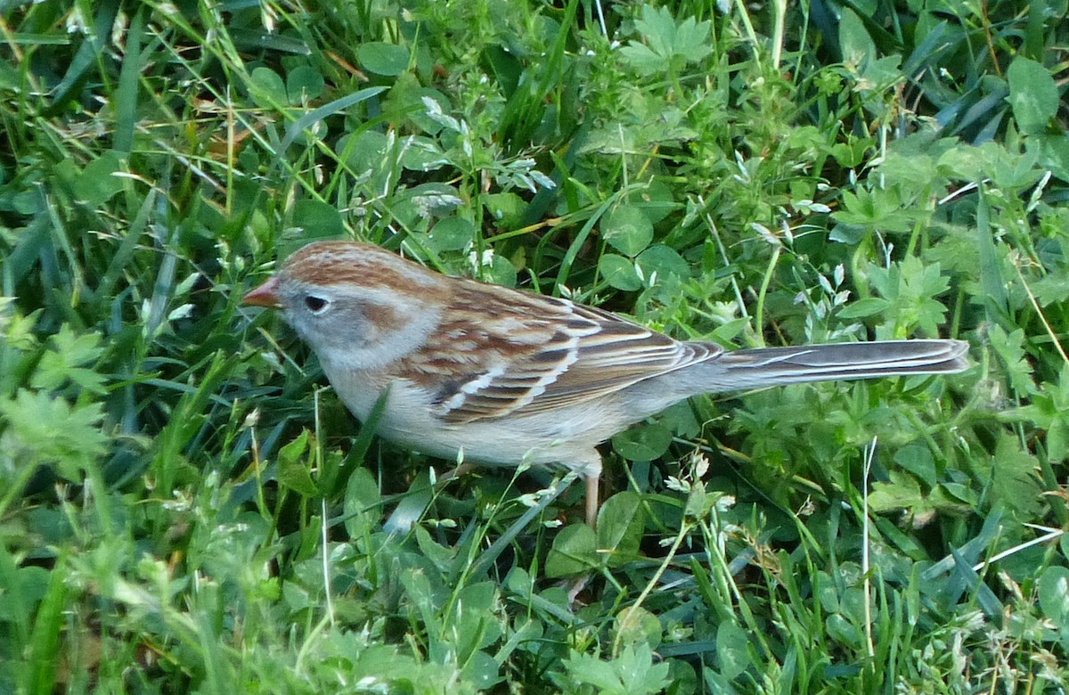 Field Sparrow - Jeremy Wrenn