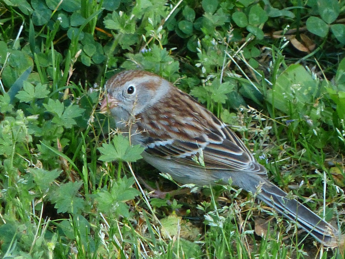 Field Sparrow - ML617500713