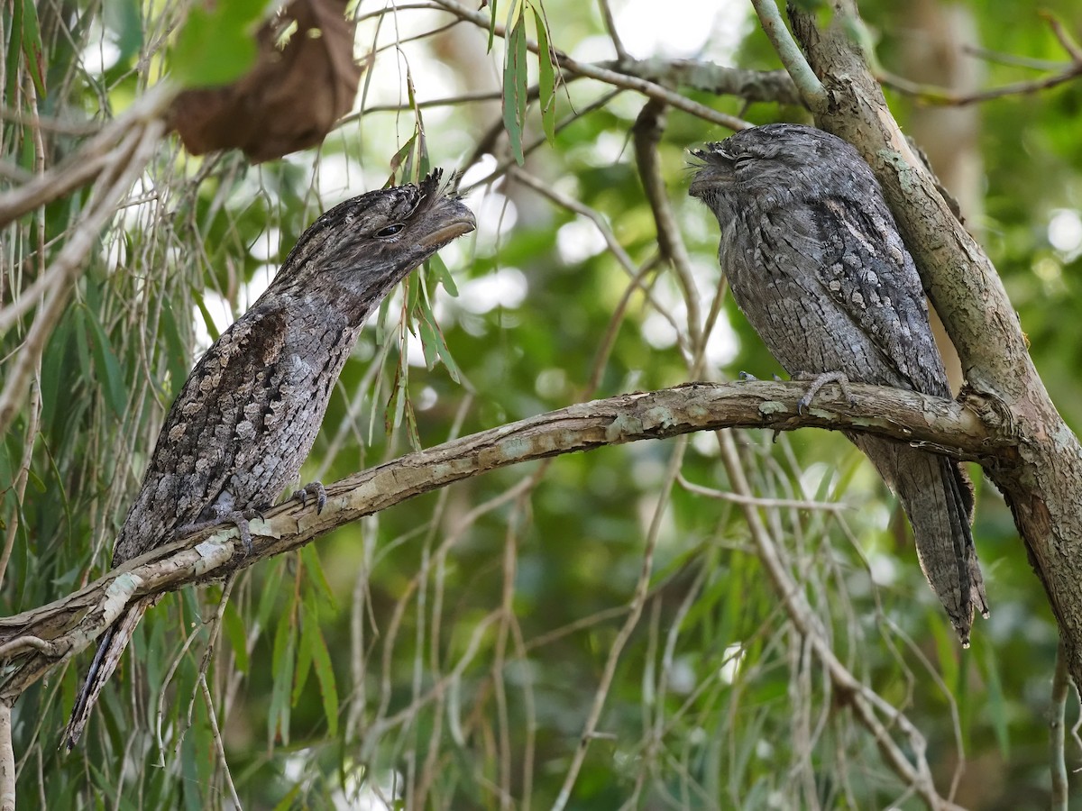 Tawny Frogmouth - Len and Chris Ezzy