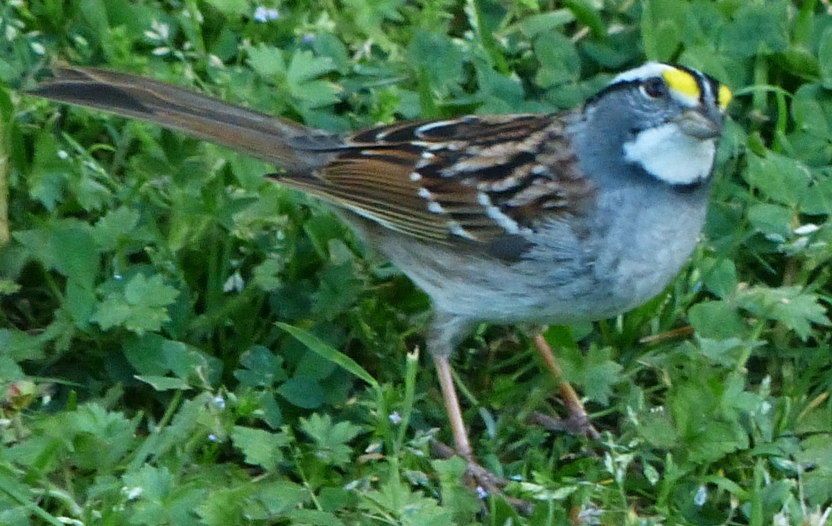 White-throated Sparrow - ML617500767