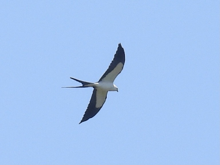Swallow-tailed Kite - ML617500799